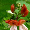 Phaseolus coccineus 'Goliath' (2)